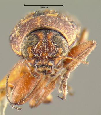 Media type: image;   Entomology 24917 Aspect: head frontal view